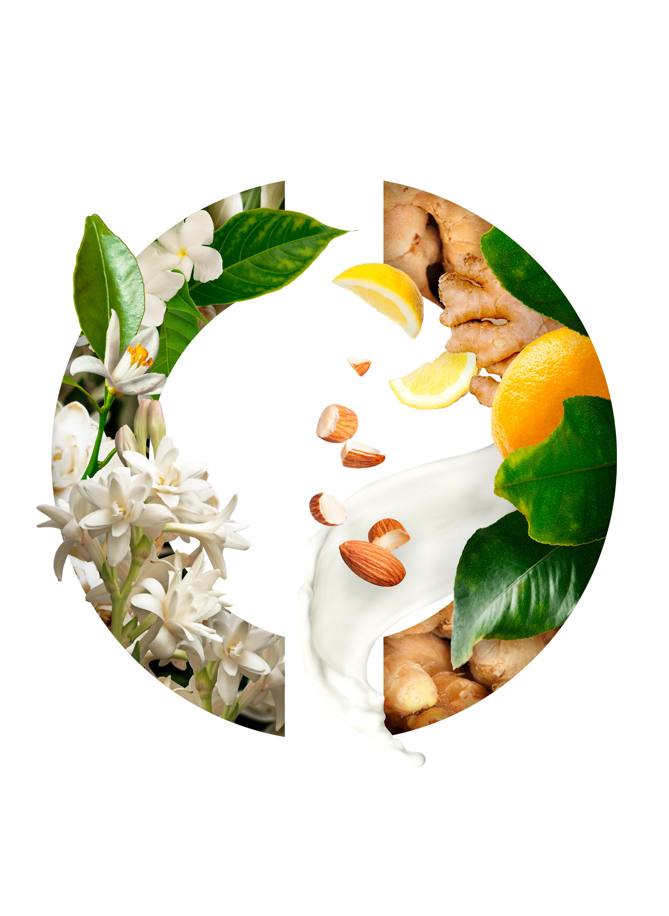 Tubéreuse Merveilleuse