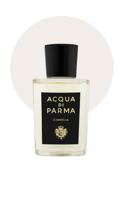 Signatures of the Sun Camelia